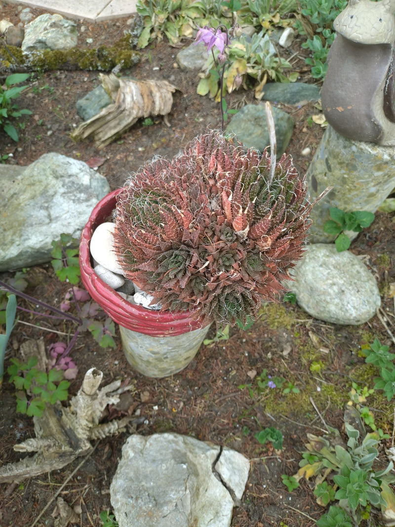 Spinnenweb huislook — Bild 1