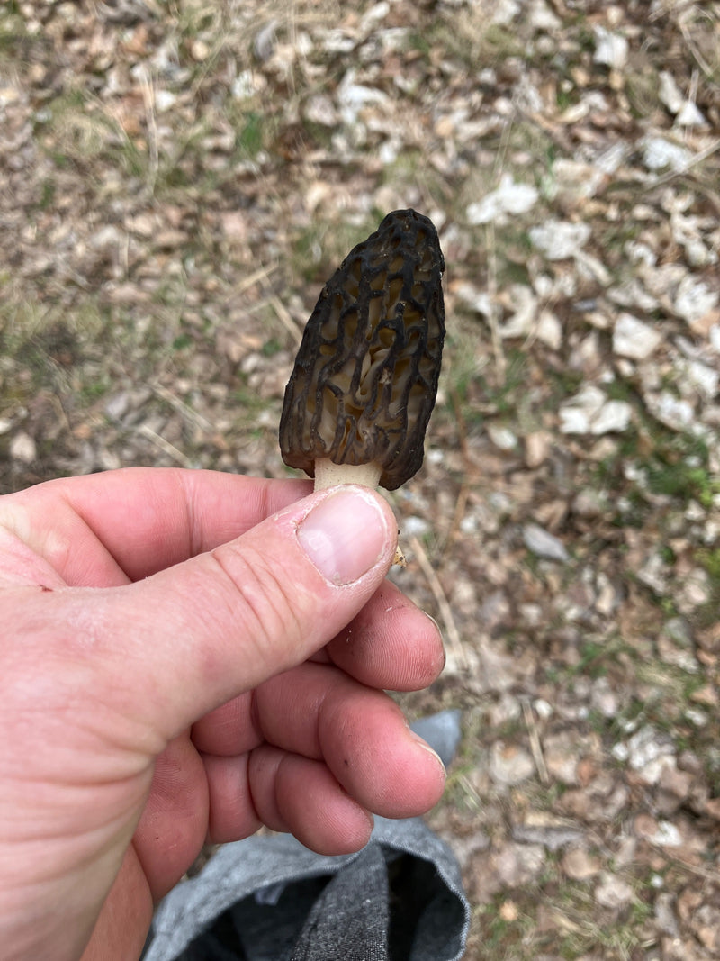 Puntige morel — Bild 2