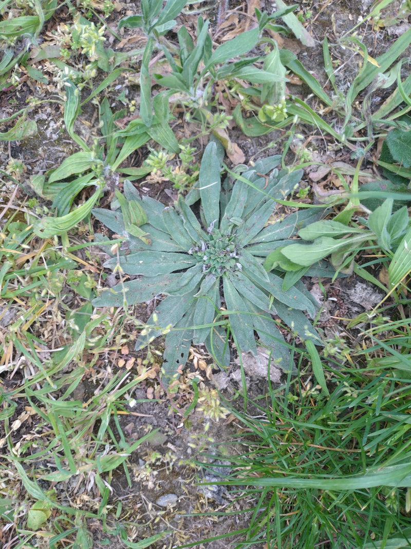 Smalle weegbree — Bild 1