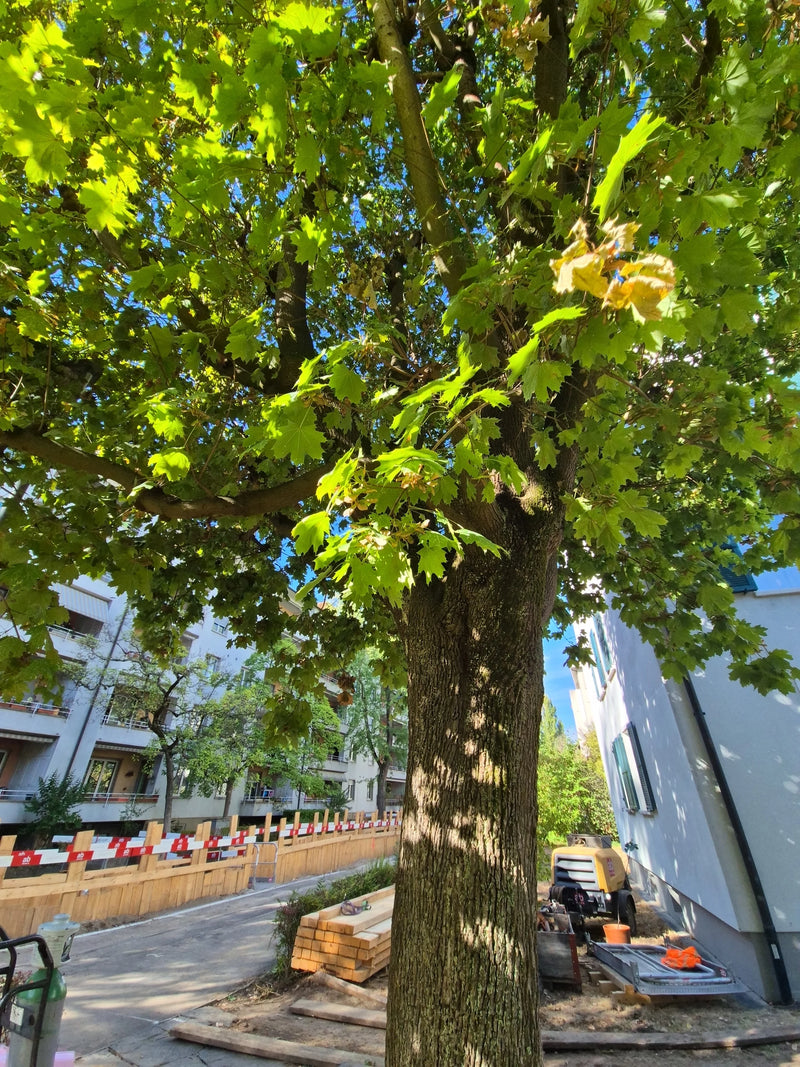 Te zien is een volwassen noesacer met een stevige stam en een dichte bladerdak. De boom staat in een stedelijke omgeving nabij een bouwplaats.