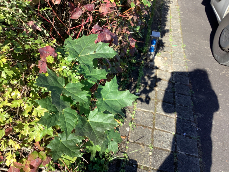 Op de voorgrond groeien de karakteristiek gelobde, groene bladeren van een Noorse esdoorn aan de rand van een haag.