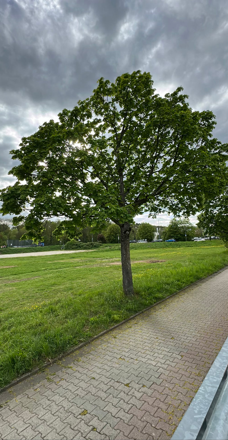 Te zien is een volwassen noesacer met een dichte, groene kroon op een weide. De boom staat naast een geplaveid voetpad onder een bewolkte hemel.