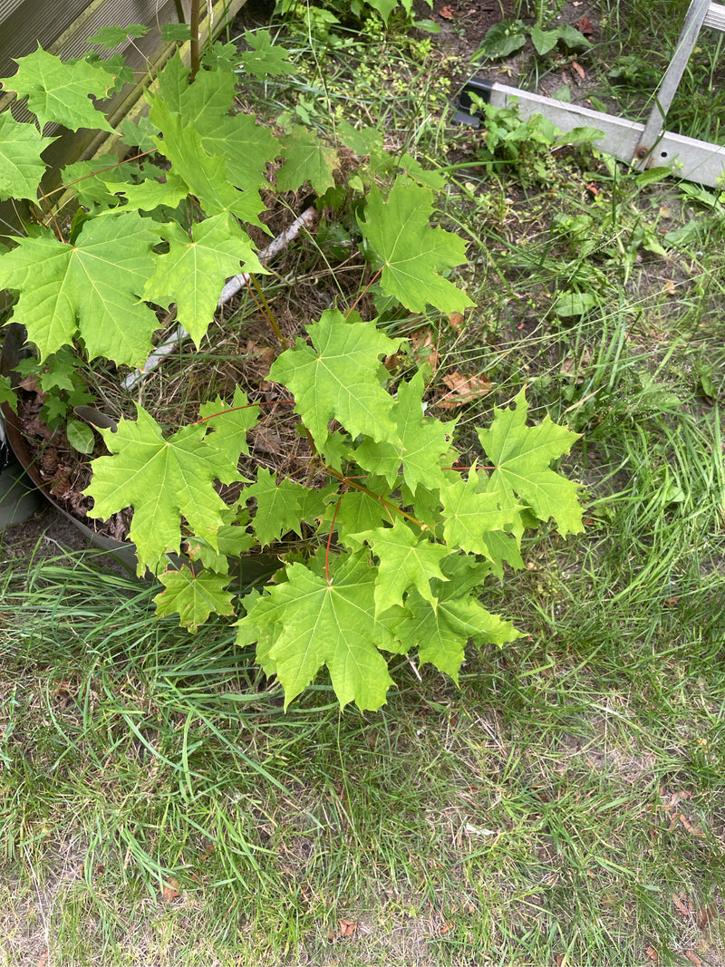 Te zien is een kleine noors esdoorn met lichtgroene bladeren die in een tuin groeit. De opname is gemaakt vanuit vogelperspectief op de grond.