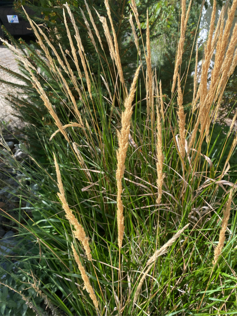 Opgaande, strogele bloempluimen van struisriet steken boven een dichte pol groene bladeren uit.