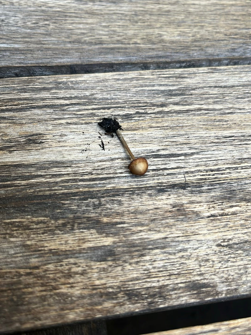 Spitzkegeliger Kahlkopf — Bild 1
