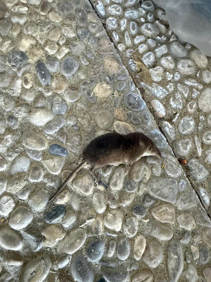 spitsmuizen — Bild 1