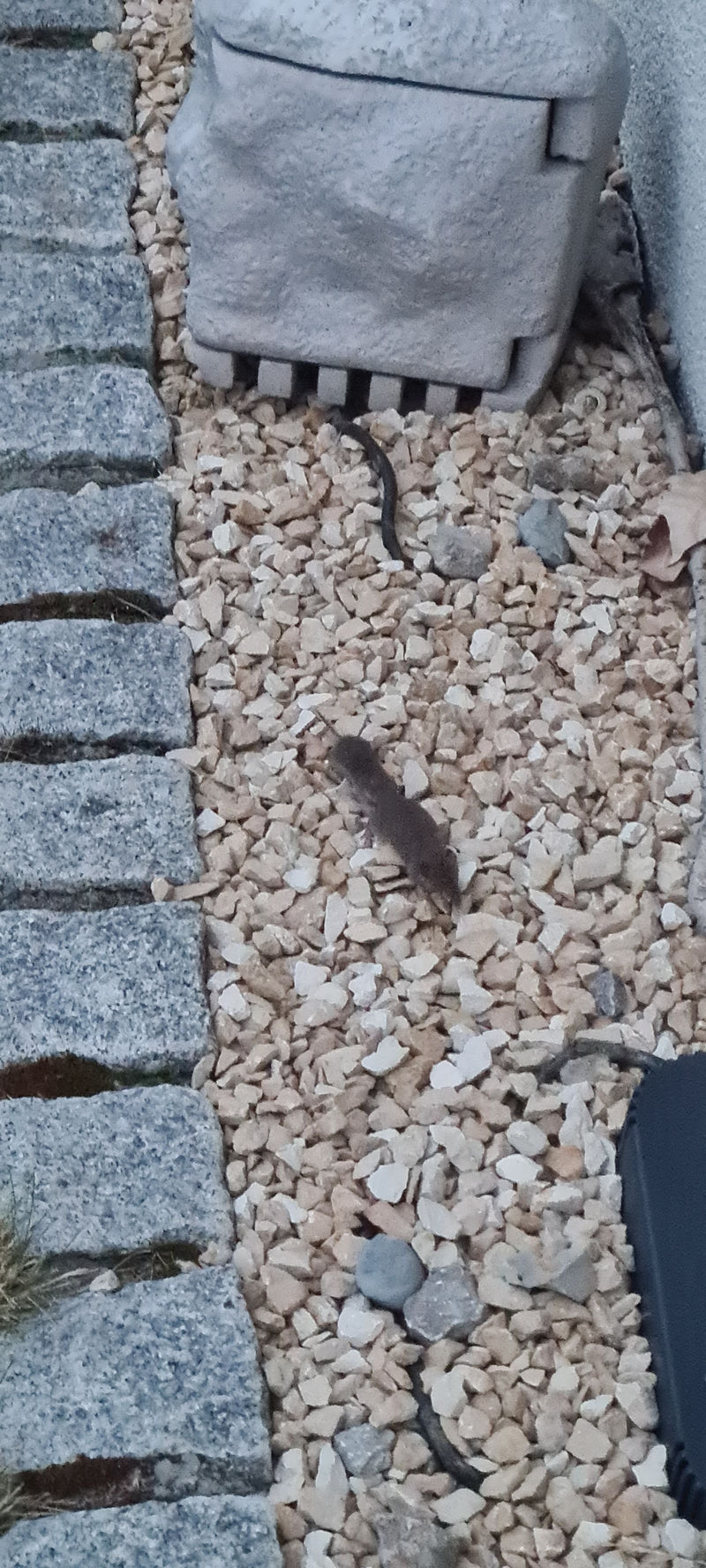 Een spitsmuis loopt over een licht grindbed naast bestrate stenen. Het kleine zoogdier is goed zichtbaar.