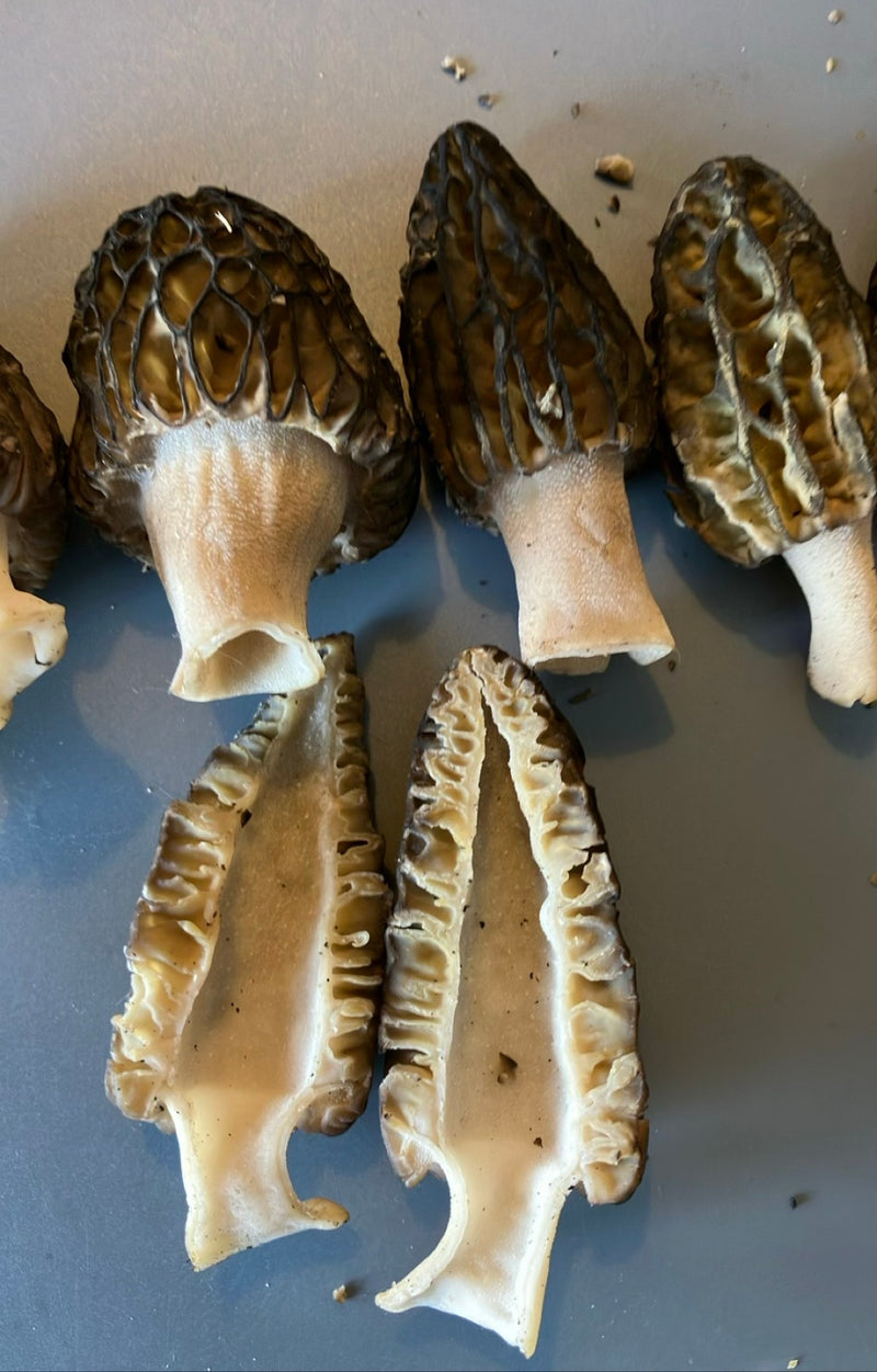 Puntige morel — Bild 1