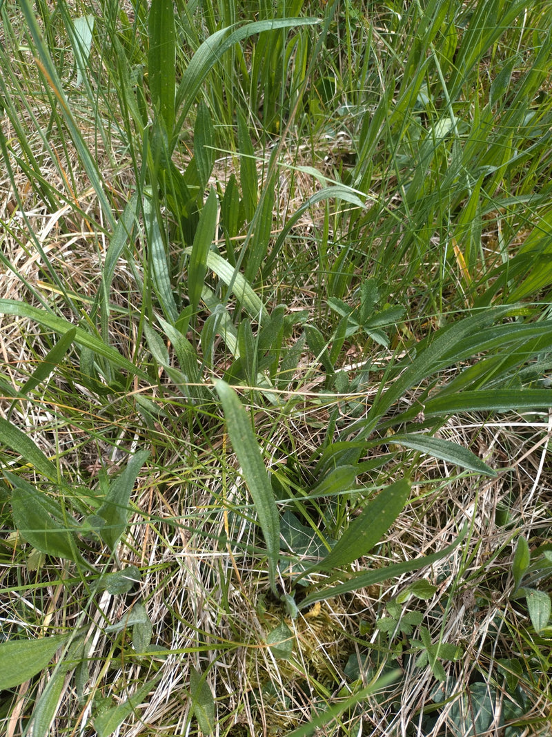 Smalle weegbree — Bild 2