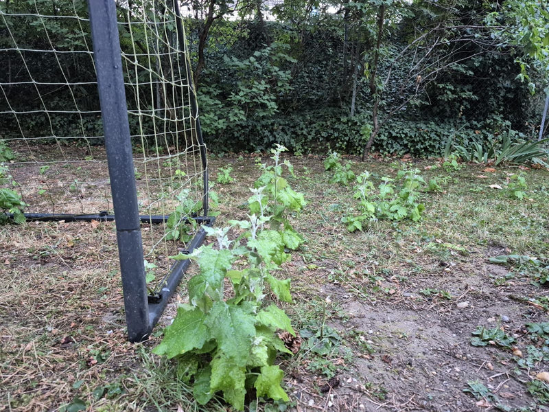 Verspreidingsrapport — foto 2 van 3