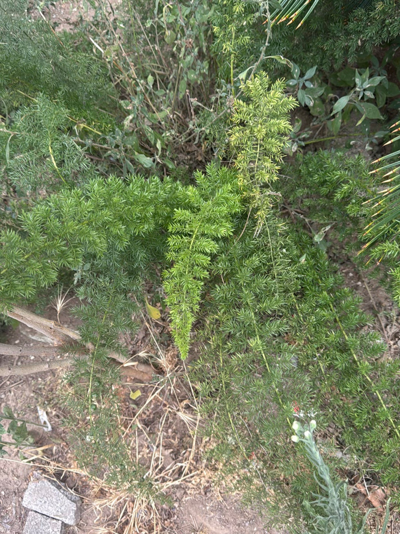Sprenger-asperges — Bild 2