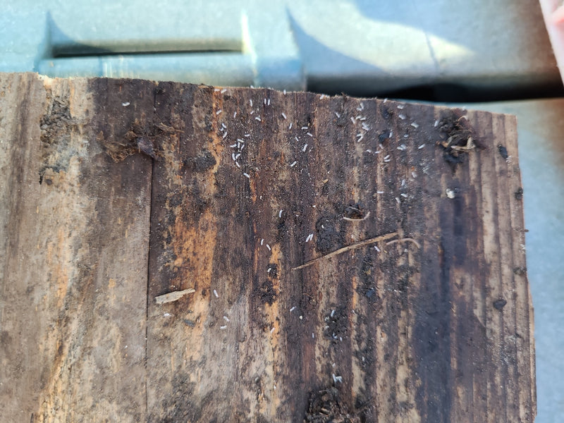 Springschwanz — Bild 1