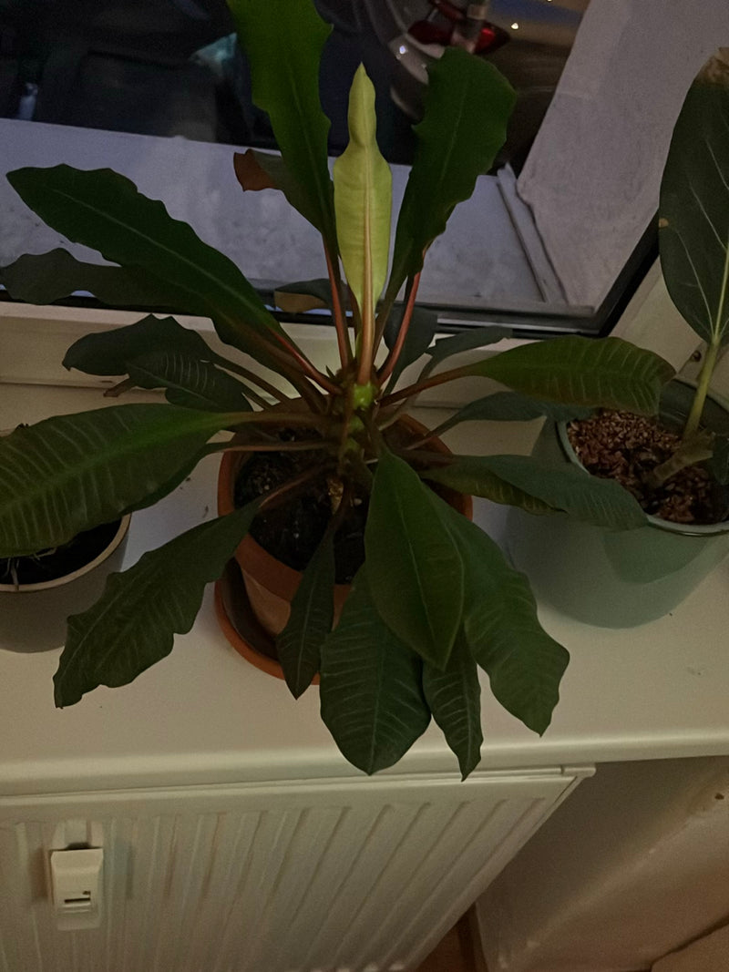 Spuug handpalm — Bild 1