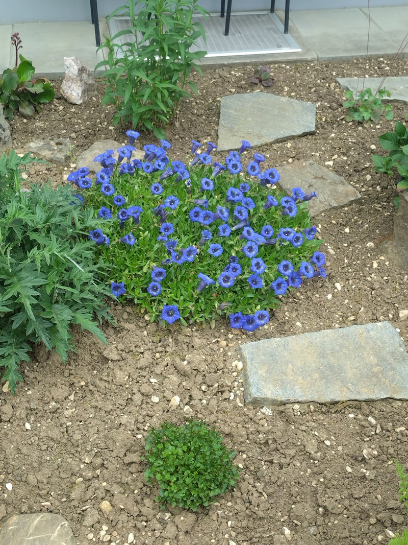 Stamloze gentiaan — Bild 1