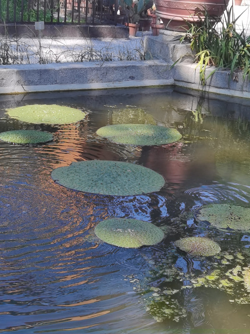 Stekelige waterlelie — Bild 1