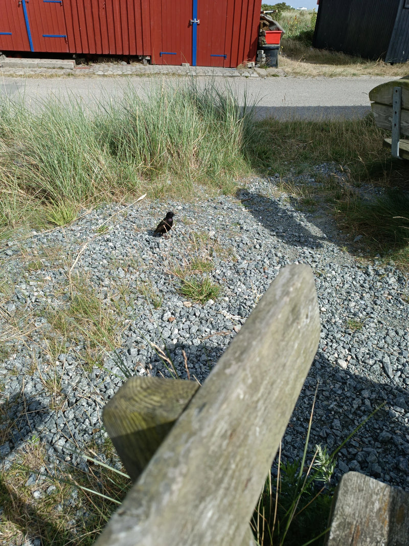 Een volwassen spreeuw staat op een grindpad voor een rode houten hut. Hij rust op de stenige grond in de buurt van gras.