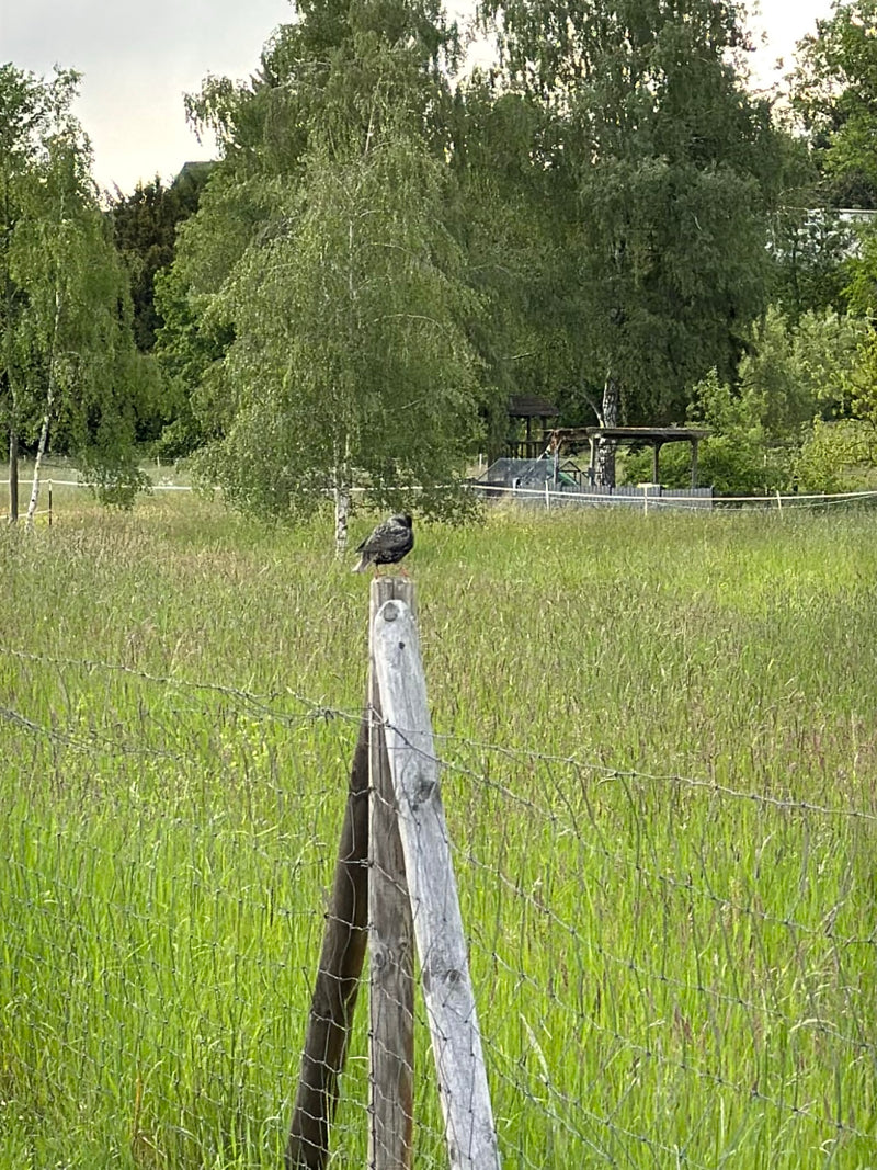 Een spreeuw zit op een houten paal van een hek midden in een groene weide. Op de achtergrond zijn bomen en een landelijke omgeving te zien.