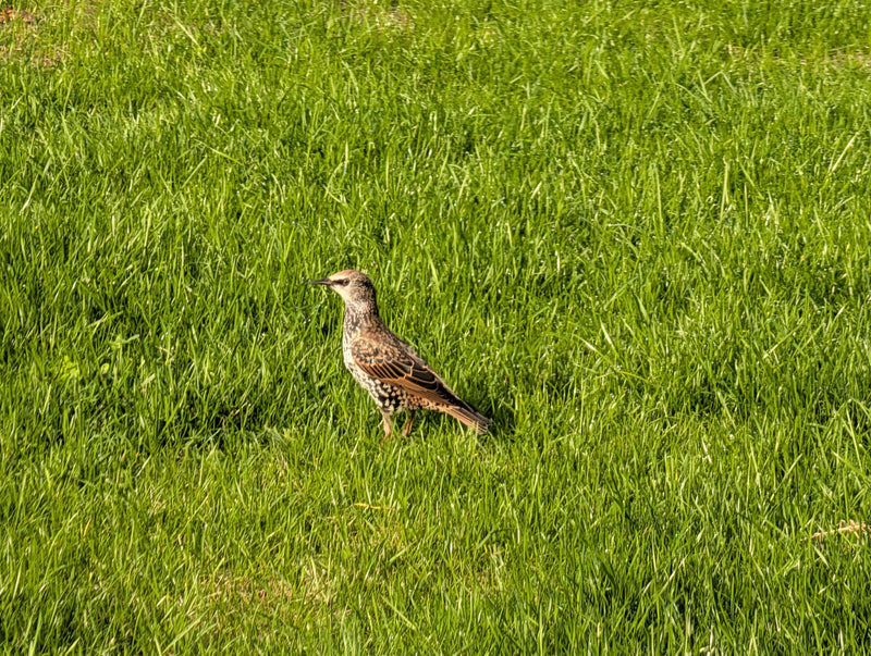 Een jonge spreeuw staat in het groene gras van een gazon.