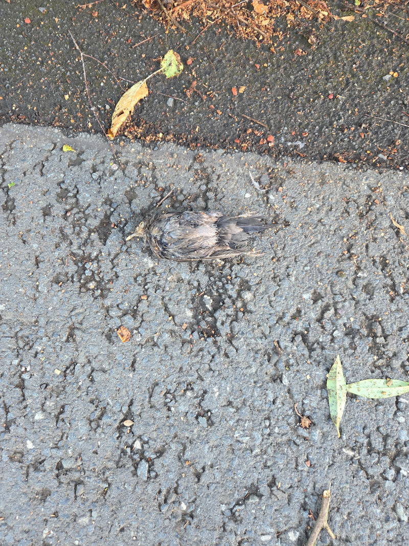 Een dode jonge spreeuw ligt levenloos op de grijze asfaltondergrond. De vogels is omringd door verspreide kleine bladeren en takjes.