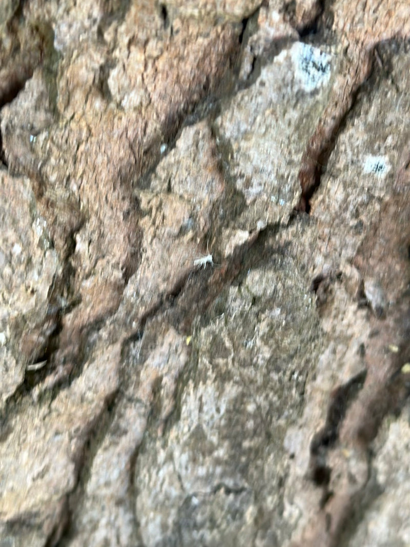 Een kleine stofluis zit op de ruwe schors van een boom. Het insect is duidelijk zichtbaar.