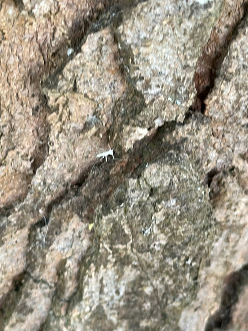 Een kleine stofluis zit op ruwe boomstrors. Het insect is moeilijk te herkennen vanwege zijn kleine formaat.