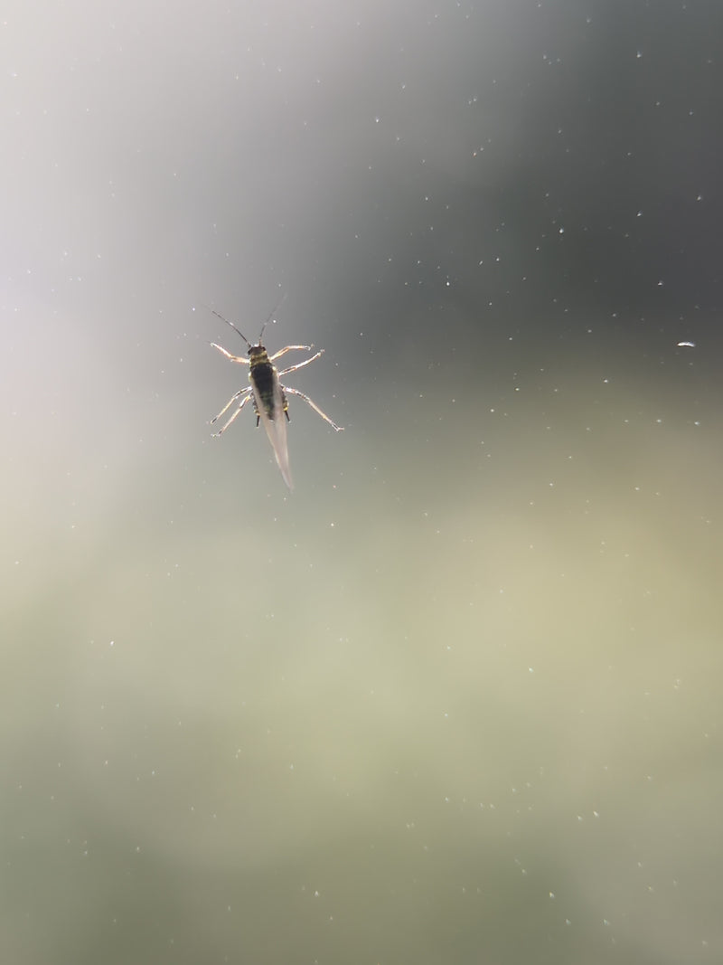 Een enkele stofluis zit op een heldere, licht vervuilde oppervlakte, van boven gezien. Het kleine insect is goed zichtbaar.