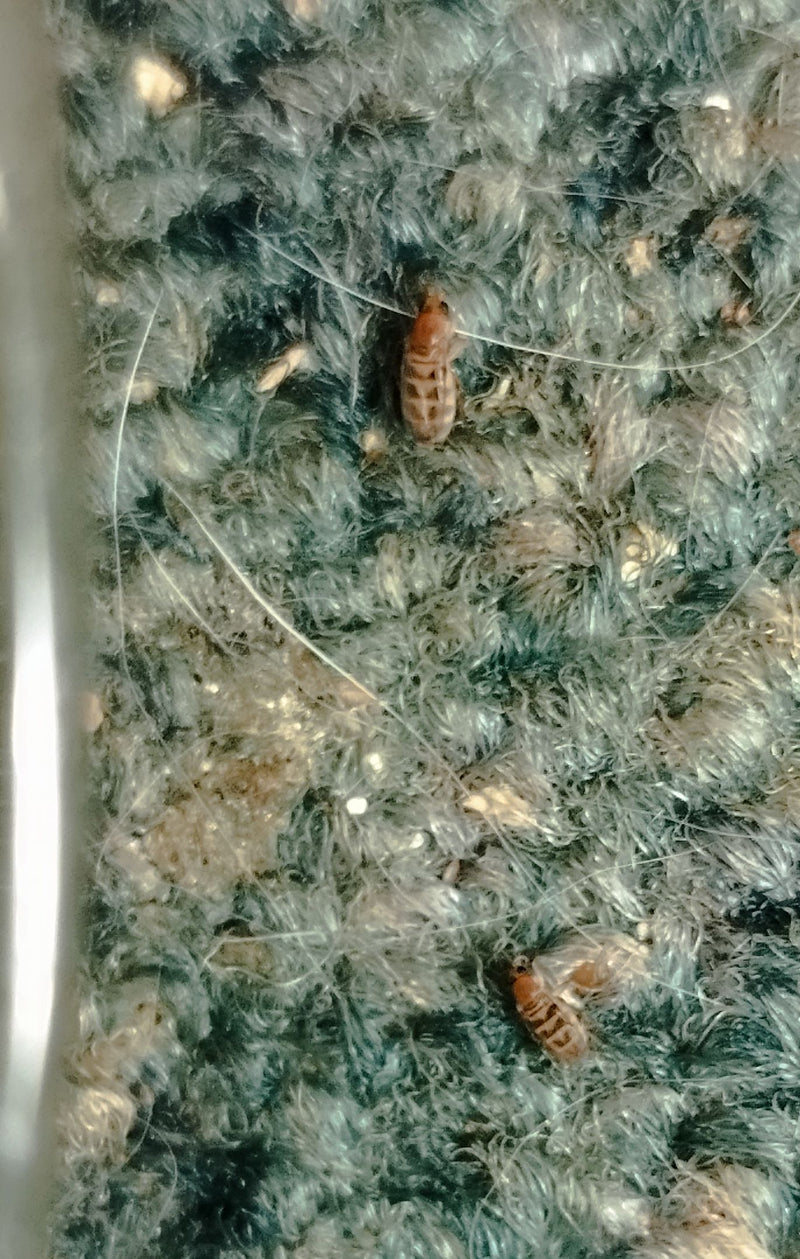 Twee kleine stofluizen kruipen op een gestructureerde ondergrond tussen draden en haren. De insecten zijn goed zichtbaar en tonen hun typische lichaamsvorm.