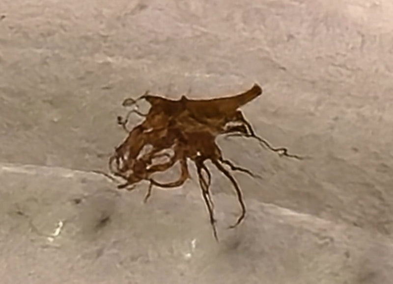 roofzuchtige insect — Bild 2