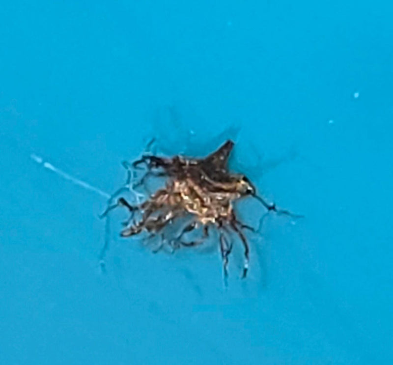 roofzuchtige insect — Bild 1