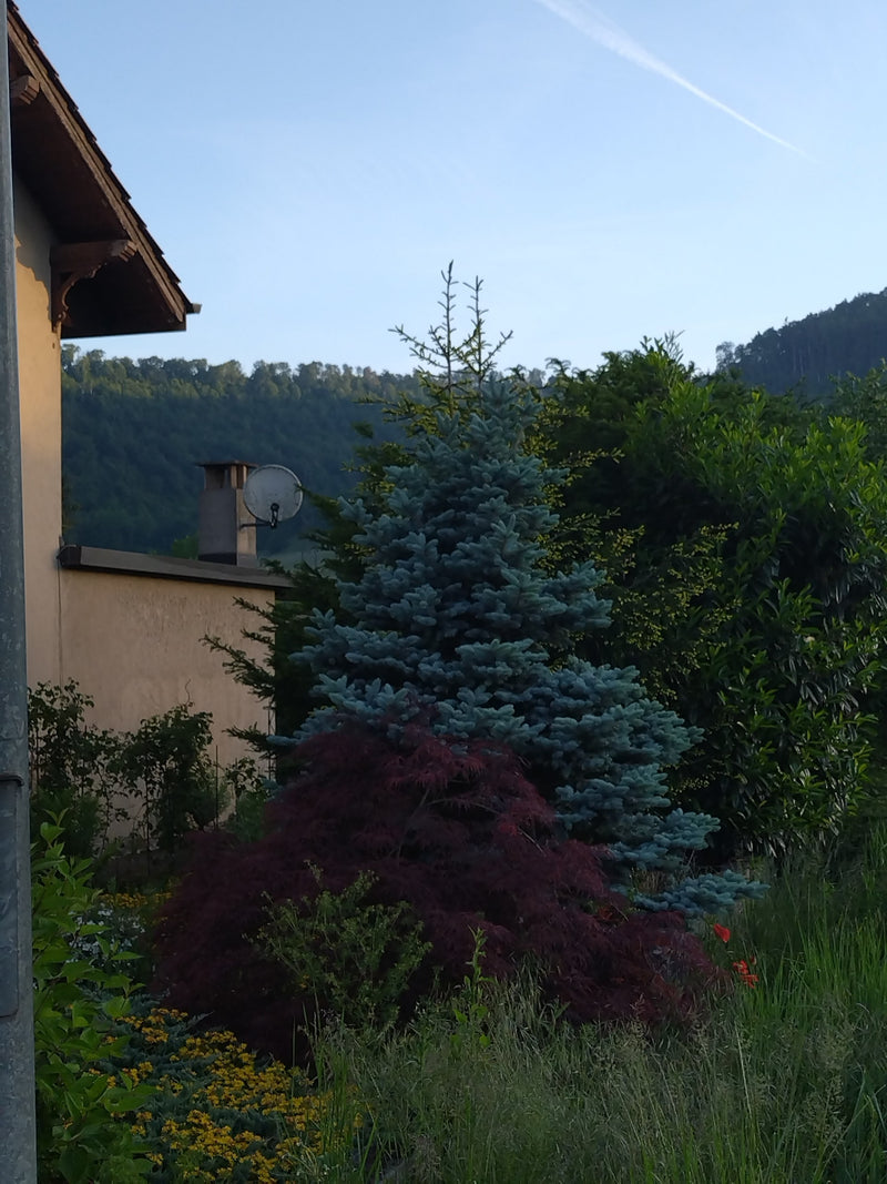 Stech-Fichte — Bild 1
