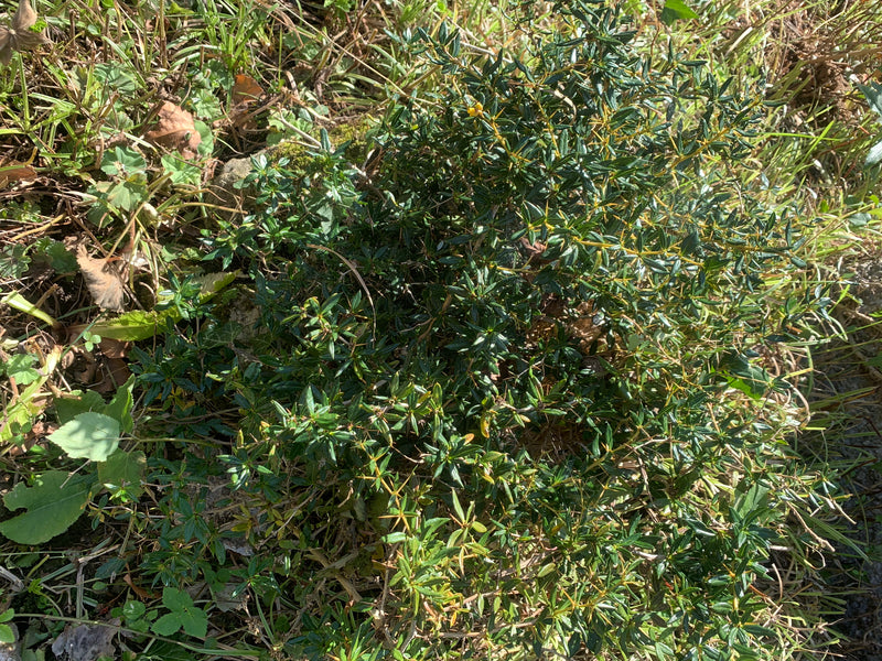 Stechender Mäusedorn — foto 1 van 1