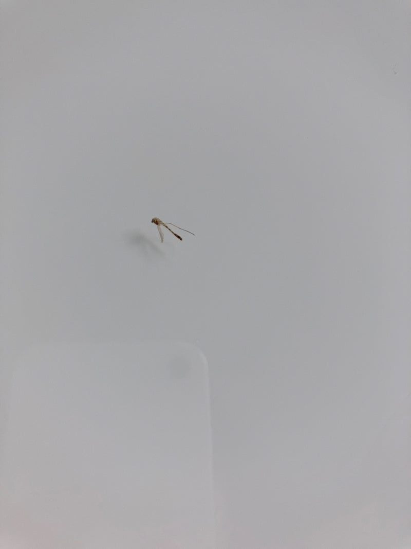 De afbeelding laat een mug zien die op een lichte muur zit. Het insect lijkt relatief klein ten opzichte van het kader.