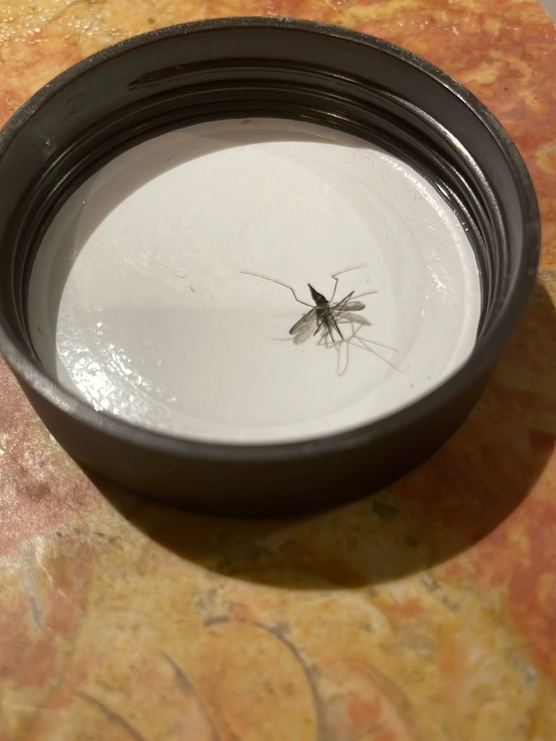 De afbeelding zeigt een mug die in een witte schroefdop ligt. De slanke poten en typische lichaamsbouw zijn goed zichtbaar.