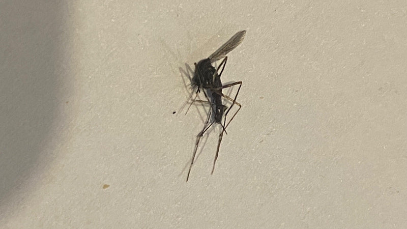 De afbeelding toont een mug die op een lichte muur rust. Het insect vertoont zijn kenmerkende lange poten en slanke lichaamsbouw.