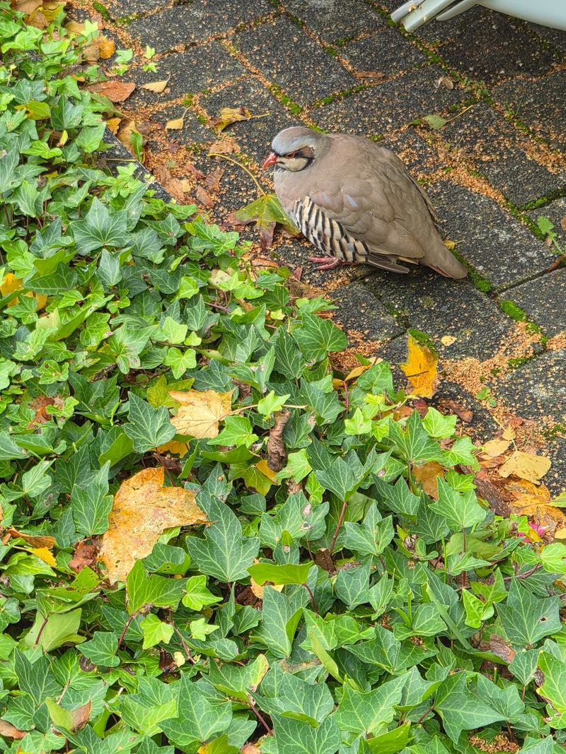 Steinhuhn — foto 1 van 1