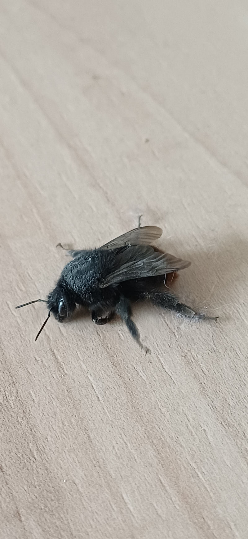 Stenen hommel — Bild 1
