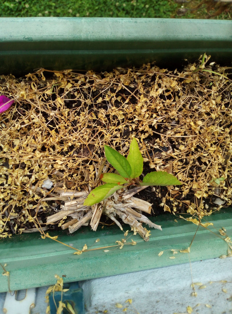 Steenfruitboom (geslacht) — Bild 2