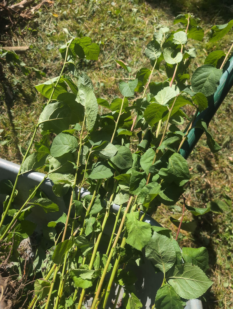 verschillende vers gesneden takken met groene bladeren liggen in een kruiwagen. De plantendelen zijn duidelijk zichtbaar.
