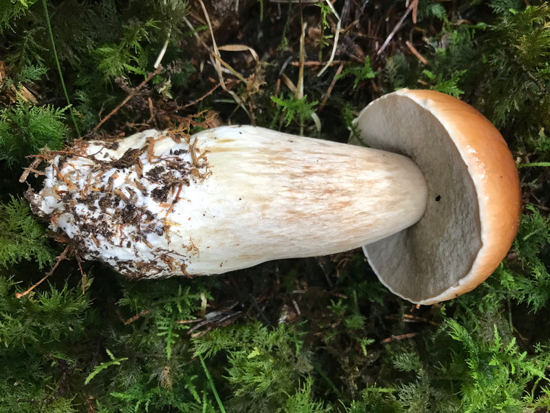 Eekhoorntjesbrood — foto 1 van 21