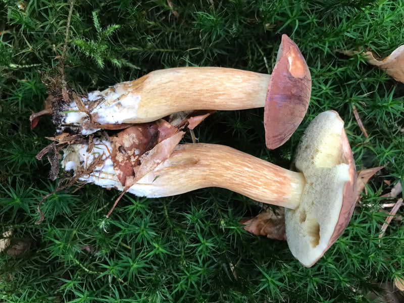 Eekhoorntjesbrood — foto 5 van 21