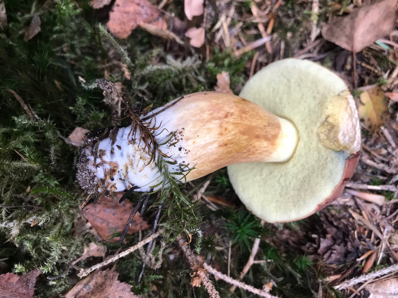 Eekhoorntjesbrood — foto 2 van 21