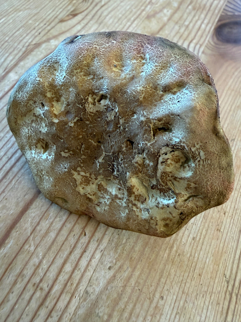 Eekhoorntjesbrood — foto 3 van 21