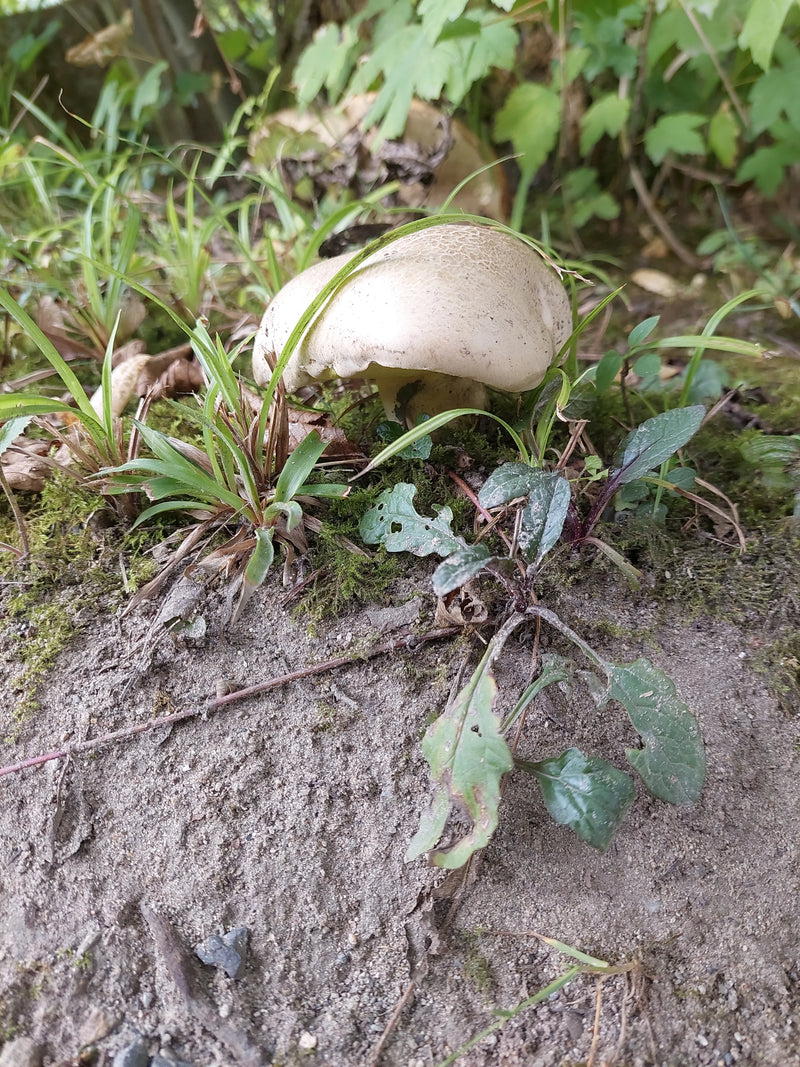 Steinpilz-Art (Boletus sp.) — foto 1 van 1