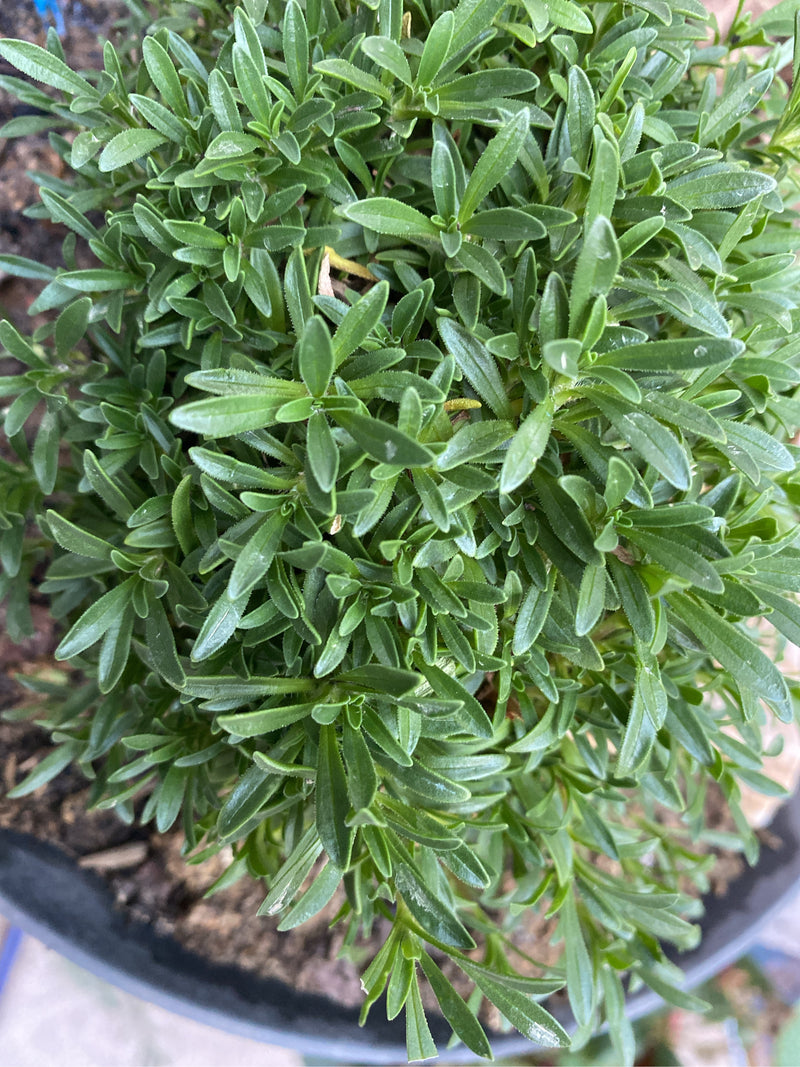 Bovenaanzicht van de dichte, lancetvormige groene bladeren van een steenzaad in een pot.