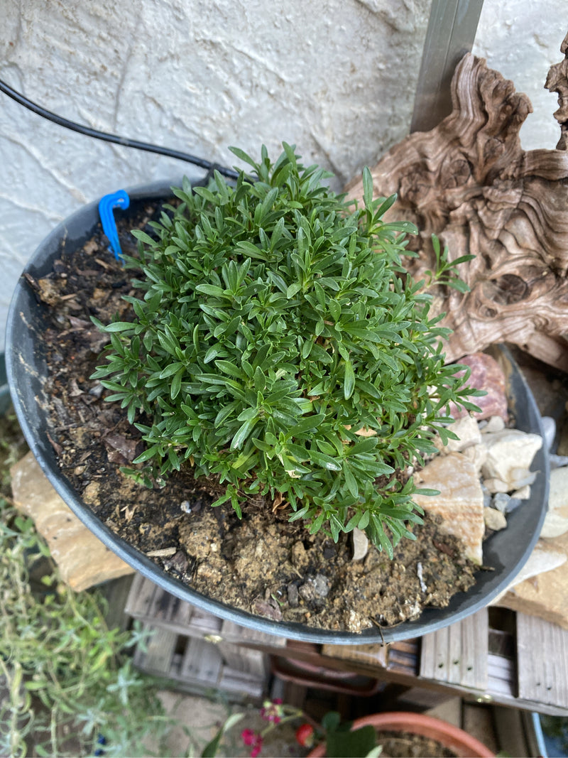 Een dichte, groene Lithodora diffusa groeit als een compact kussen in een ondiepe plantenschaal met aarde.