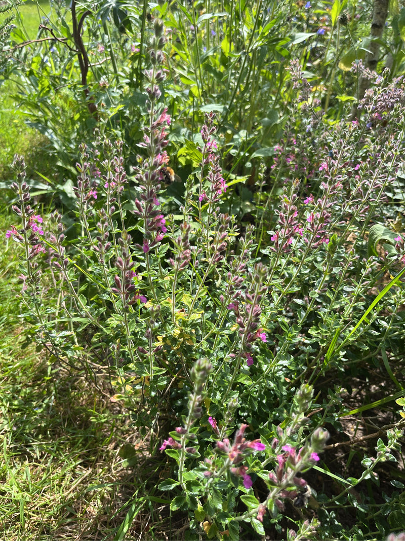Steppe Duitser — foto 2 van 6