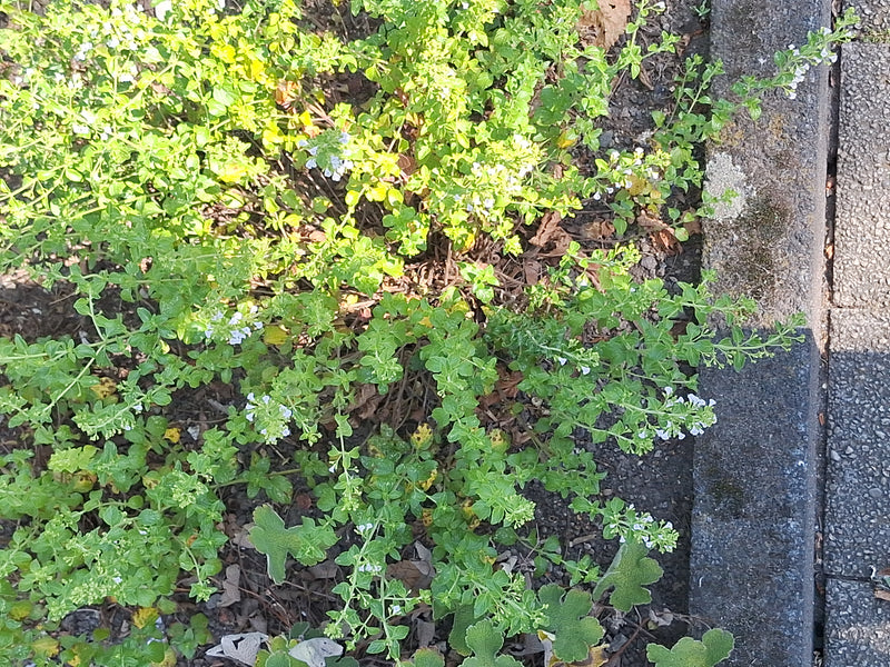 Steppe Duitser — Bild 2