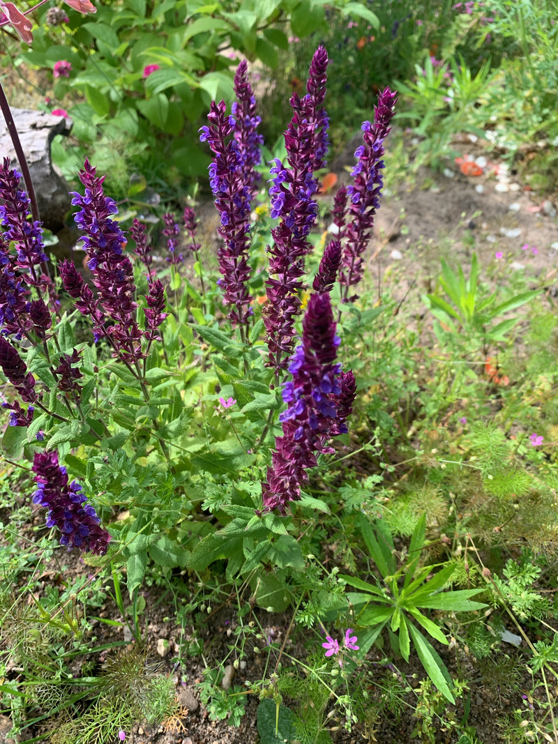 Te zien is een bloeiende bossalie met opvallende paarse bloemaren. De opname toont de plant van bovenaf in een tuinomgeving.