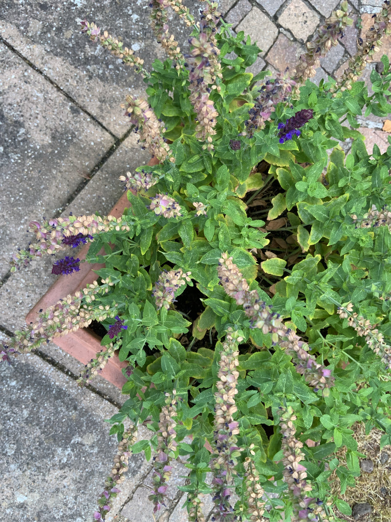 Te zien is een bossalie in een plantenbak op een stenen vloer. De plant toont groene bladeren en rijpe, deels uitgebloeide paarse bloeiwijzen.