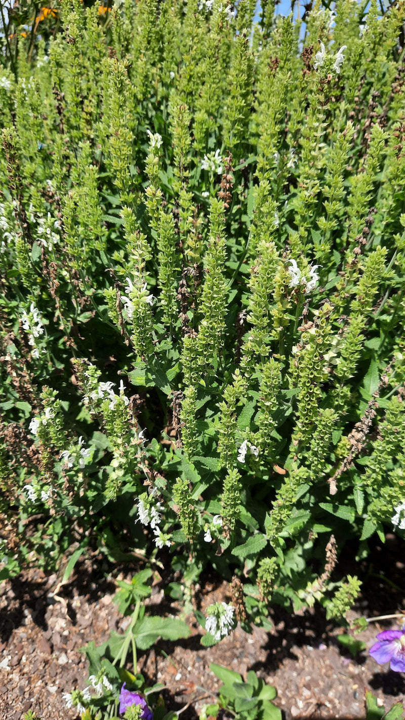 De afbeelding toont een dichte groep bossalie met talrijke rechtopstaande bloeiwijzen en groene bladeren. De planten groeien in een open bed met donkere grond.